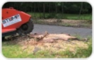 Remove Tree Stump