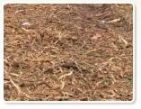 Tree Mulch