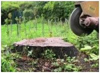 Tree Stump Removal